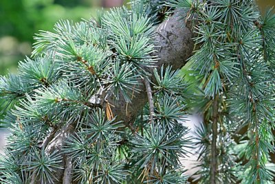 Cedrus libani 'Pendula' - cedr libanonský - větvení